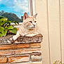 cat, animal, stone_wall, outdoor, green_plant, sky, clouds, beige_wall, feline, resting, nature, pet, daylight, calm, closeup, profile_view, whiskers, paw, relaxation, sunlight