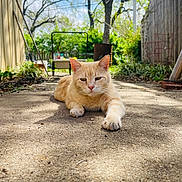Bobert joined the competition — help win amazing prizes! cat, ginger_cat, outdoor, concrete_path, greenery, tree, sunlight, shadow, paw, animal, pet, nature, feline, relaxed, backyard, daylight, leaf, plant, sky, garden