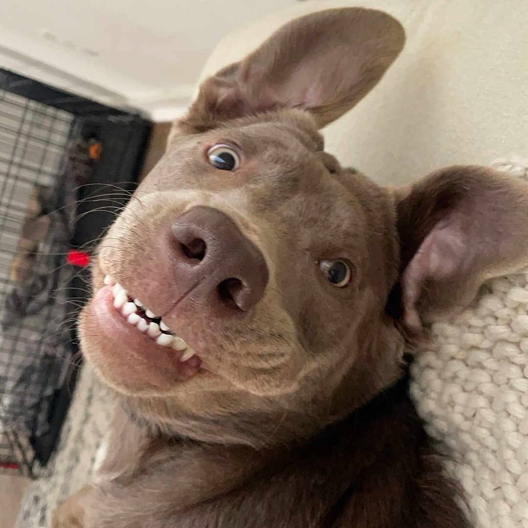 Tealie joined the competition — help win amazing prizes! animal, ball, bodypart, bulldog, canine, cushion, dog, face, head, homedecor, hound, indoors, mouth, person, pet, photography, portrait, puppy, sport, tennis