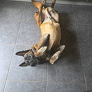 Nelson participe au concours pour gagner de l'argent avec cette photo : dog, tile_floor, kitchen, playful, lying_down, brown_fur, black_fur, ears, paws, floor_tiles, cabinet, appliance, bosch, indoor, pet, animal, household, curious, canine, resting
