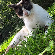 Kiki is registered to the contest to win money with this photo: animal, cat, closeup, curious, daylight, ears, forest, fur, grass, greenery, leaf, mischievous, nature, outdoor, pet, relaxed, resting, sunlight, whiskers, wildlife