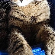 Biscuit joined the competition — help win amazing prizes! cat, tabby_cat, close_up, paws, yellow_eyes, feline, pet, animal, indoor, knitted_basket, blue, fur, whiskers, relaxed, cozy, looking_at_camera, texture, soft, resting, domestic_cat