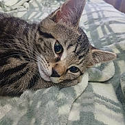 Tigger joined the competition — help win amazing prizes! cat, tabby_cat, pet, animal, feline, close_up, whiskers, fur, blanket, soft_texture, indoor, resting, cute, ears, sleepy, domestic_animal, cozy, comfort, face, lying_down
