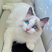 Yuki joined the competition — help win amazing prizes! adorable, animal, blue_eyes, cat, closeup, cute, domestic_cat, feline, fluffy, home, indoor, lying_down, pet, pink_nose, rainbow_light, reflection, relaxed, soft_fur, whiskers, white_fur