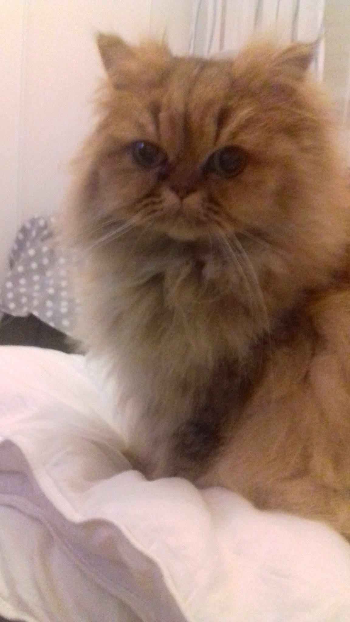 Isie a rejoint le concours — aidez-le/la à gagner de superbes lots ! asian_semi_longhair, british_semi_longhair, carnivoran, cat, cat_like_mammal, domestic_long_haired_cat, fur, himalayan, kitten, napoleon_cat, persian, ragdoll, small_to_medium_sized_cats, snout, whiskers