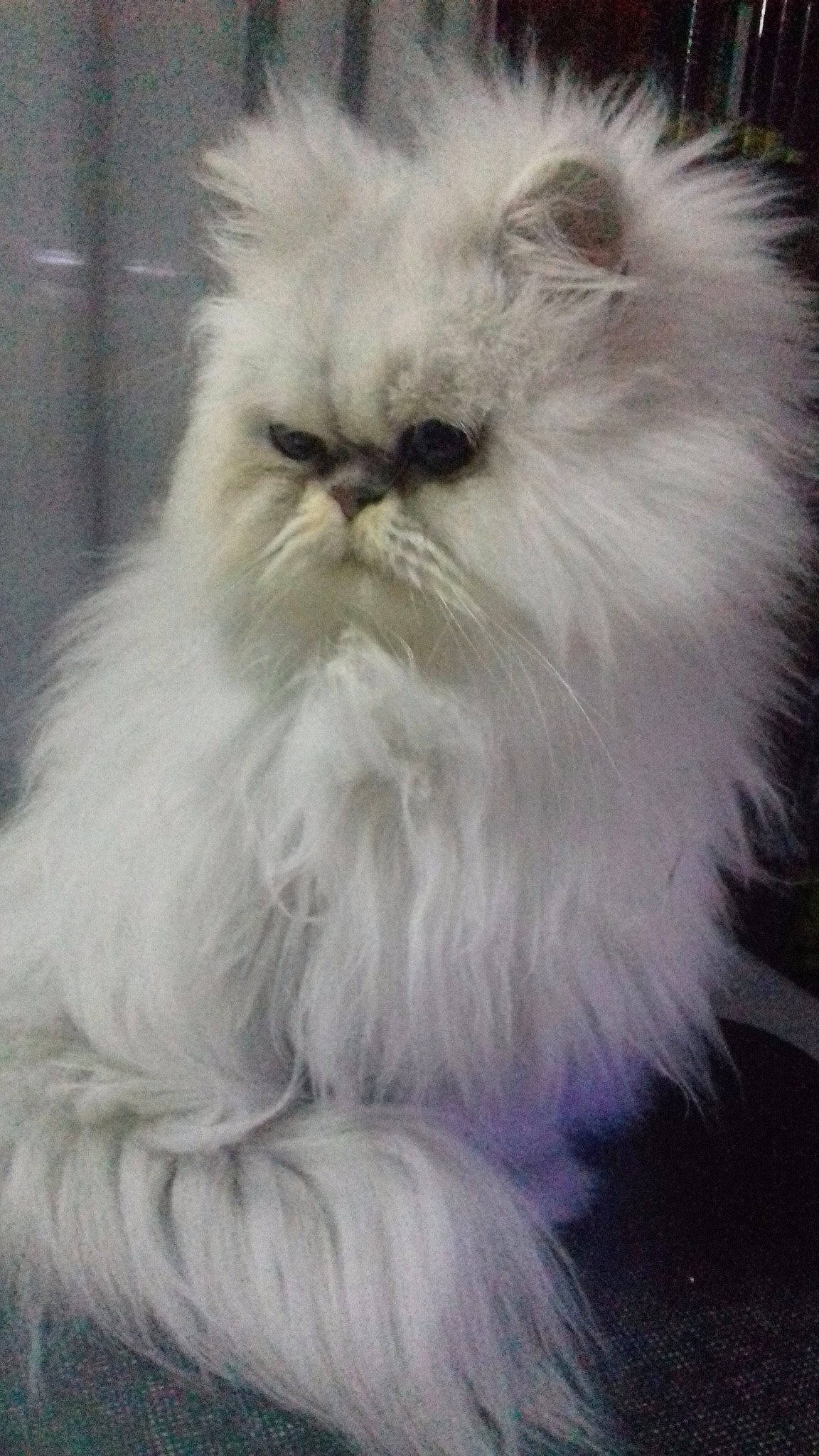 Idylle a rejoint le concours — aidez-le/la à gagner de superbes lots ! asian_semi_longhair, british_semi_longhair, carnivoran, cat, cat_like_mammal, domestic_long_haired_cat, fur, himalayan, kitten, persian, small_to_medium_sized_cats, snout, whiskers