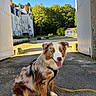 animal, australian_shepherd, blue_eyes, canine, castle, dog, gravel_path, greenery, harness, historic_building, leash, nature, outdoor, pets, portrait, sitting, smiling, sunny, trees, white_gates