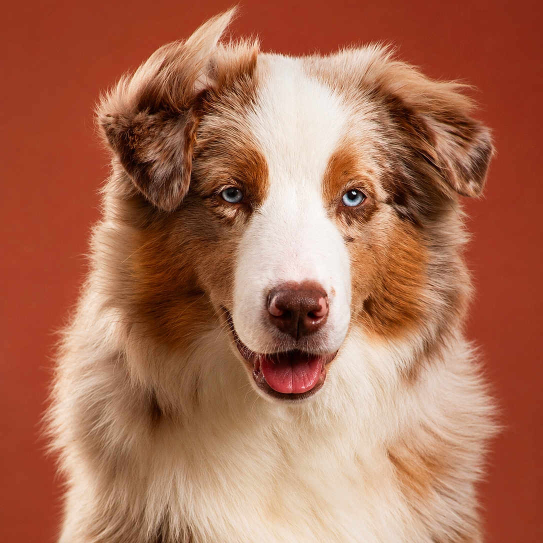 Arlo