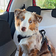 Arlo a rejoint le concours — aidez-le/la à gagner de superbes lots ! animal, backseat, black, blanket, blue_eyes, brown, car_interior, curious, dog, fur, harness, indoors, leash, natural_light, pet, red_car, seat, sitting, white, window