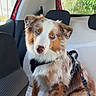 animal, backseat, black, blanket, blue_eyes, brown, car_interior, curious, dog, fur, harness, indoors, leash, natural_light, pet, red_car, seat, sitting, white, window