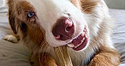 Arlo participe au concours pour gagner de l'argent avec cette photo : animal, bed, blue_eyes, bone, brown_and_white, canine, chewing, close_up, cute, dog, friendly, fur, indoors, nose, paw, pet, playful, relaxed, snout, whiskers
