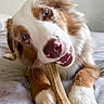 animal, bed, blue_eyes, bone, brown_and_white, canine, chewing, close_up, cute, dog, friendly, fur, indoors, nose, paw, pet, playful, relaxed, snout, whiskers