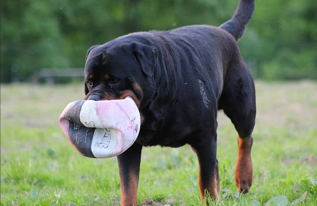 Julio participe au concours pour gagner de l'argent avec cette photo : biting, carnivore, collar, companion_dog, dog, dog_breed, dog_collar, fawn, grass, grassland, guard_dog, hound, liver, molosser, plant, snout, sporting_group, tail, terrestrial_animal, working_animal