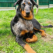 Valka participe au concours pour gagner de l'argent avec cette photo : dog, animal, outdoor, grass, greenery, pet, canine, laying_down, portrait, fence, tree, nature, muzzle, ears, paw, fur, alert, watchful, resting, summer