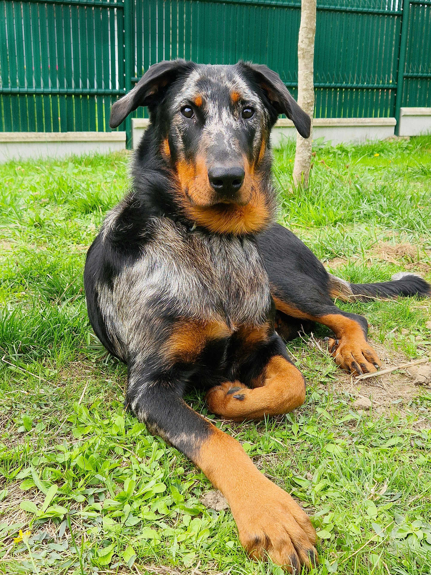 Valka participe au concours pour gagner de l'argent avec cette photo : dog, animal, outdoor, grass, greenery, pet, canine, laying_down, portrait, fence, tree, nature, muzzle, ears, paw, fur, alert, watchful, resting, summer