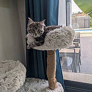 Bella a rejoint le concours — aidez-le/la à gagner de superbes lots ! cat, kitten, fluffy, gray_fur, long_hair, pet, animal, feline, cat_tree, scratching_post, shaggy_bed, indoors, window, curtain, backyard, pool, patio, banana_leaf, seated, portrait