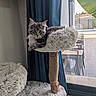 cat, kitten, fluffy, gray_fur, long_hair, pet, animal, feline, cat_tree, scratching_post, shaggy_bed, indoors, window, curtain, backyard, pool, patio, banana_leaf, seated, portrait