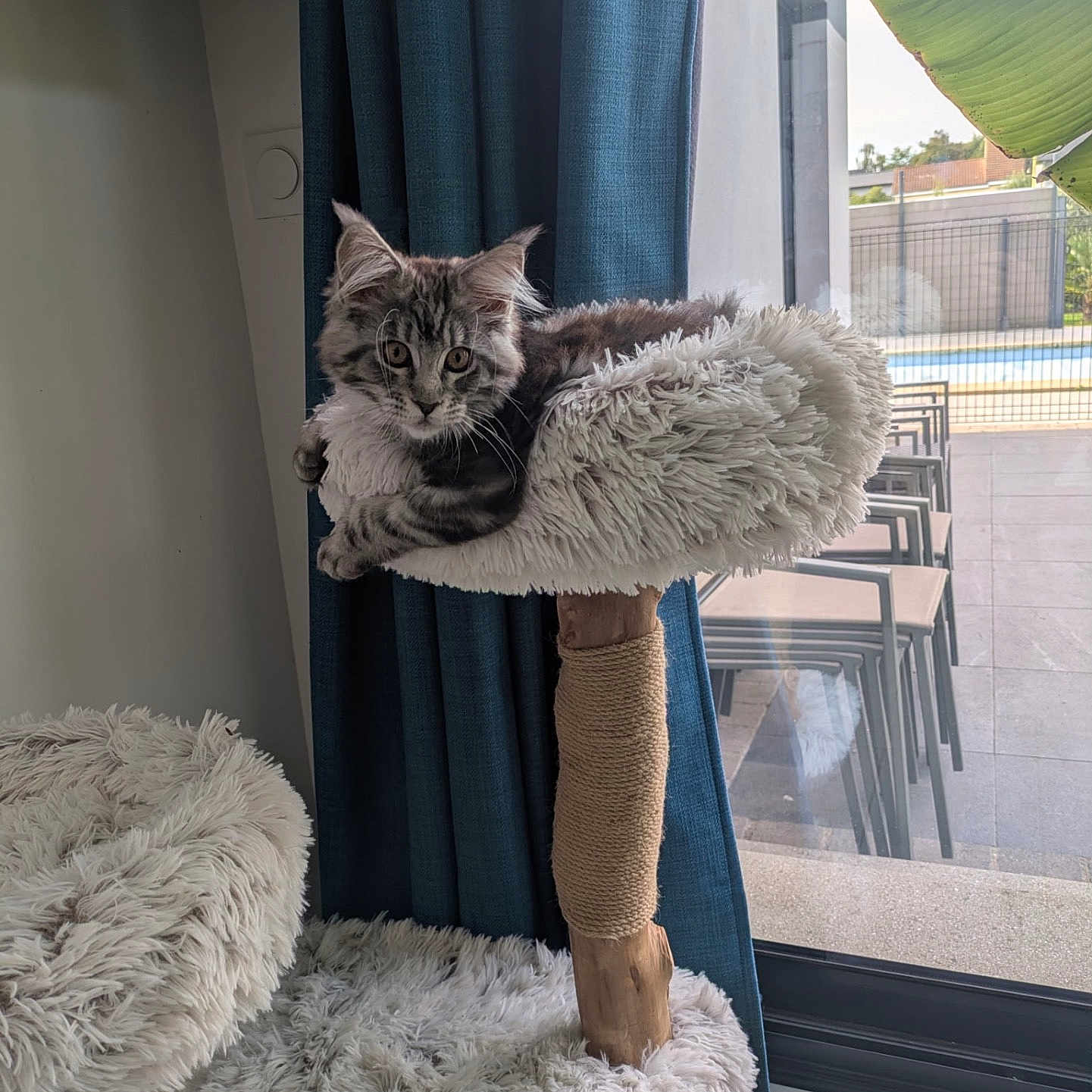Bella a rejoint le concours — aidez-le/la à gagner de superbes lots ! cat, kitten, fluffy, gray_fur, long_hair, pet, animal, feline, cat_tree, scratching_post, shaggy_bed, indoors, window, curtain, backyard, pool, patio, banana_leaf, seated, portrait