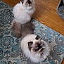 cat, ragdoll, fluffy, blue_eyes, pet, animal, indoor, curious, sitting, wooden_floor, rug, patterned_rug, two_cats, feline, domestic_cat, looking_up, cute, fur, whiskers, tail