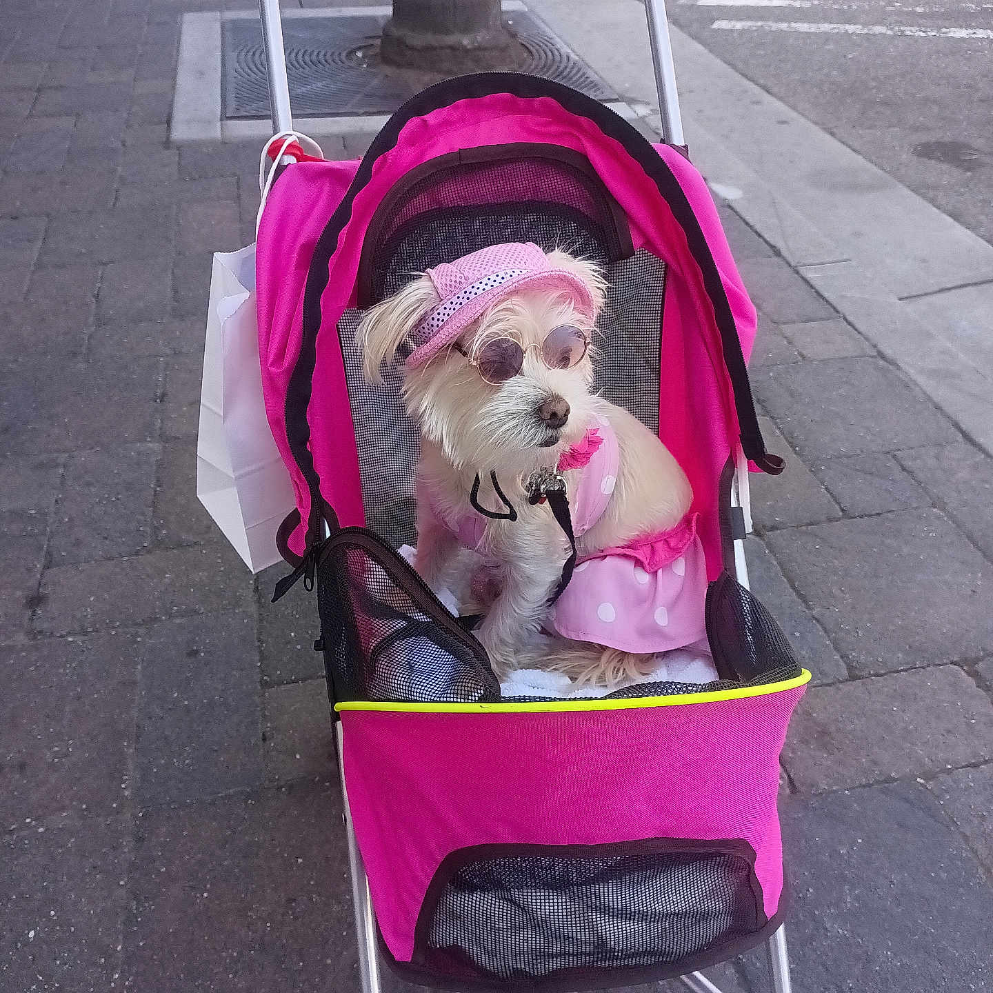 Dulce Castillo joined the competition — help win amazing prizes! accessories, animal, bag, canine, car, dog, handbag, leash, machine, path, pet, puppy, sidewalk, strap, stroller, sunglasses, terrier, transportation, vehicle, wheel