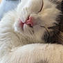 Kiwa a rejoint le concours — aidez-le/la à gagner de superbes lots ! animal, cat, close_up, cute, face, feline, fluffy, fur, gray_fur, indoors, paw, peaceful, pet, pink_nose, relaxed, resting, sleeping, soft, whiskers, white_fur