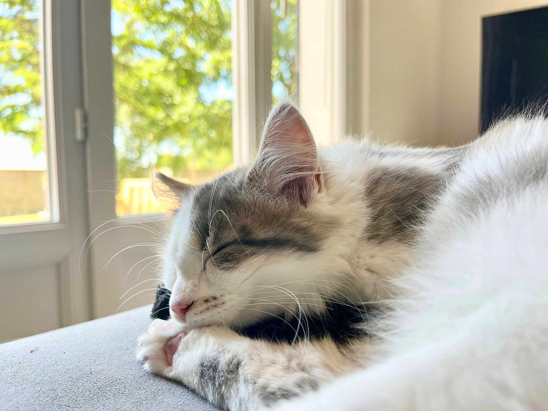 Kiwa a rejoint le concours — aidez-le/la à gagner de superbes lots ! cat, close_up, cozy, cute, daylight, domestic_animal, fluffy, fur, home, indoor, natural_light, paw, peaceful, pet, quiet, relaxed, sleeping, soft_texture, whiskers, window