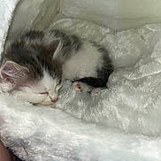 Kiwa a rejoint le concours — aidez-le/la à gagner de superbes lots ! animal, blanket, cat, comfort, cozy, cute, fur, furball, gray, indoor, kitten, peaceful, pet, pink_paw, rest, sleeping, small, soft, white, young