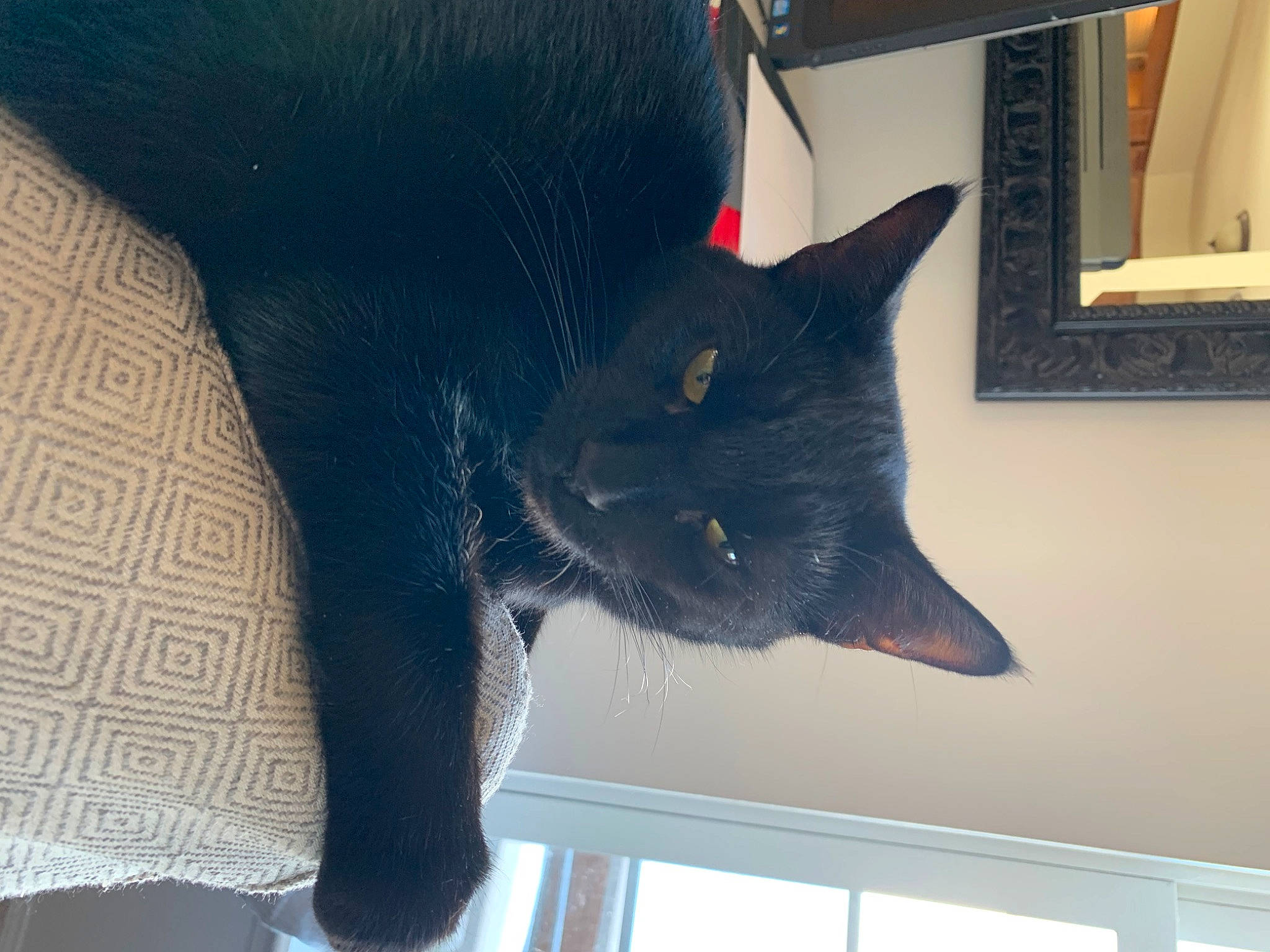 Freyja is registered to the contest to win money with this photo: black_cat, bombay, carmine, carnivore, cat, cat_supply, comfort, domestic_short_haired_cat, electric_blue, felidae, fur, room, russian_blue, small_to_medium_sized_cats, snout, tail, whiskers, window