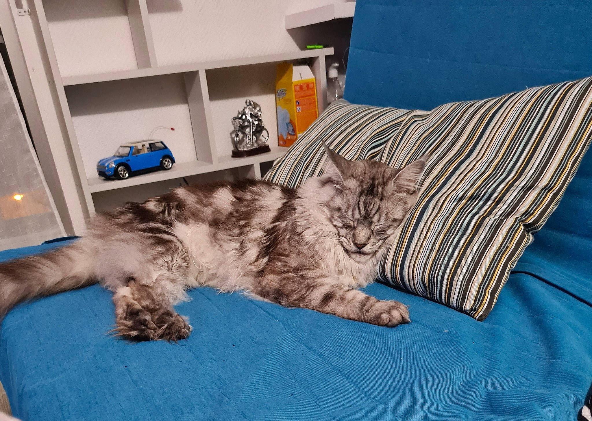 Mario participe au concours pour gagner de l'argent avec cette photo : carnivore, cat, felidae, fur, linens, model_car, shelf, shelving, small_to_medium_sized_cats, tail, toy, toy_vehicle, whiskers