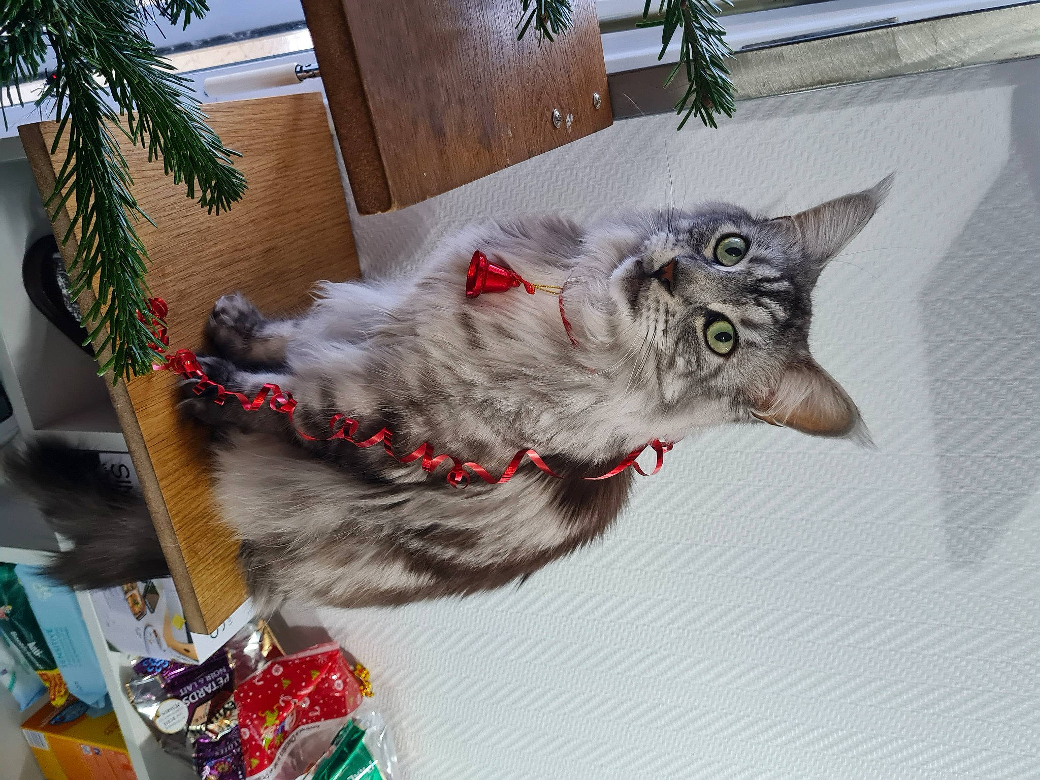 Mario a rejoint le concours — aidez-le/la à gagner de superbes lots ! carnivore, cat, christmas, collar, conifer, felidae, fir, fur, home, pine, pine_family, small_to_medium_sized_cats, whiskers