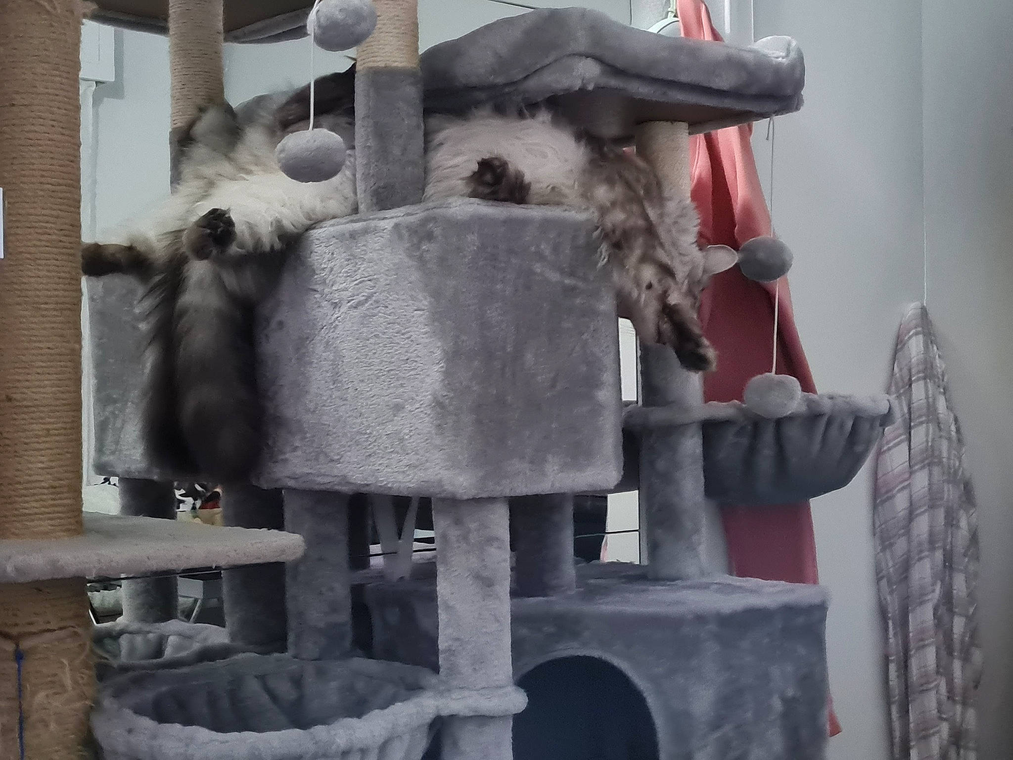 Mario participe au concours pour gagner de l'argent avec cette photo : carnivore, cat_supply, felidae, fur, gas, small_to_medium_sized_cats, snout, synthetic_rubber