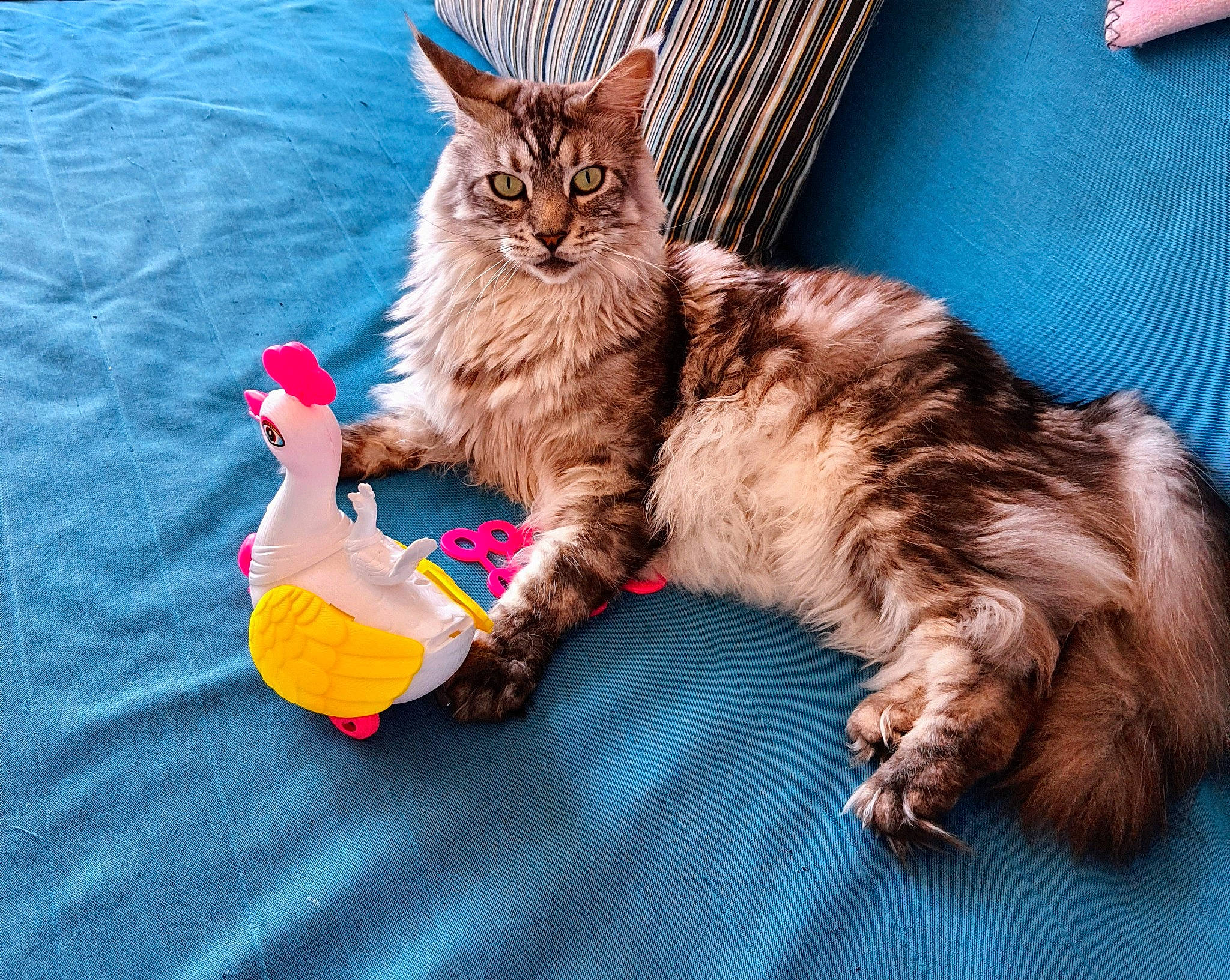 Mario participe au concours pour gagner de l'argent avec cette photo : asian, carnivore, cat, domestic_long_haired_cat, european_shorthair, fawn, felidae, fur, kitten, maine_coon, mammal, norwegian_forest_cat, paw, pixie_bob, ragamuffin, siberian, small_to_medium_sized_cats, tabby_cat, tail, whiskers