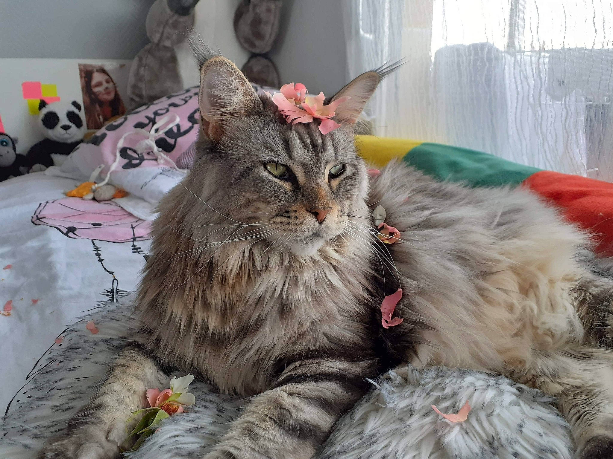 Nymphea participe au concours pour gagner de l'argent avec cette photo : american_shorthair, asian, australian_mist, carnivore, cat, domestic_long_haired_cat, domestic_short_haired_cat, dragon_li, european_shorthair, felidae, kitten, maine_coon, mammal, norwegian_forest_cat, pixie_bob, siberian, small_to_medium_sized_cats, tabby_cat, vertebrate, whiskers