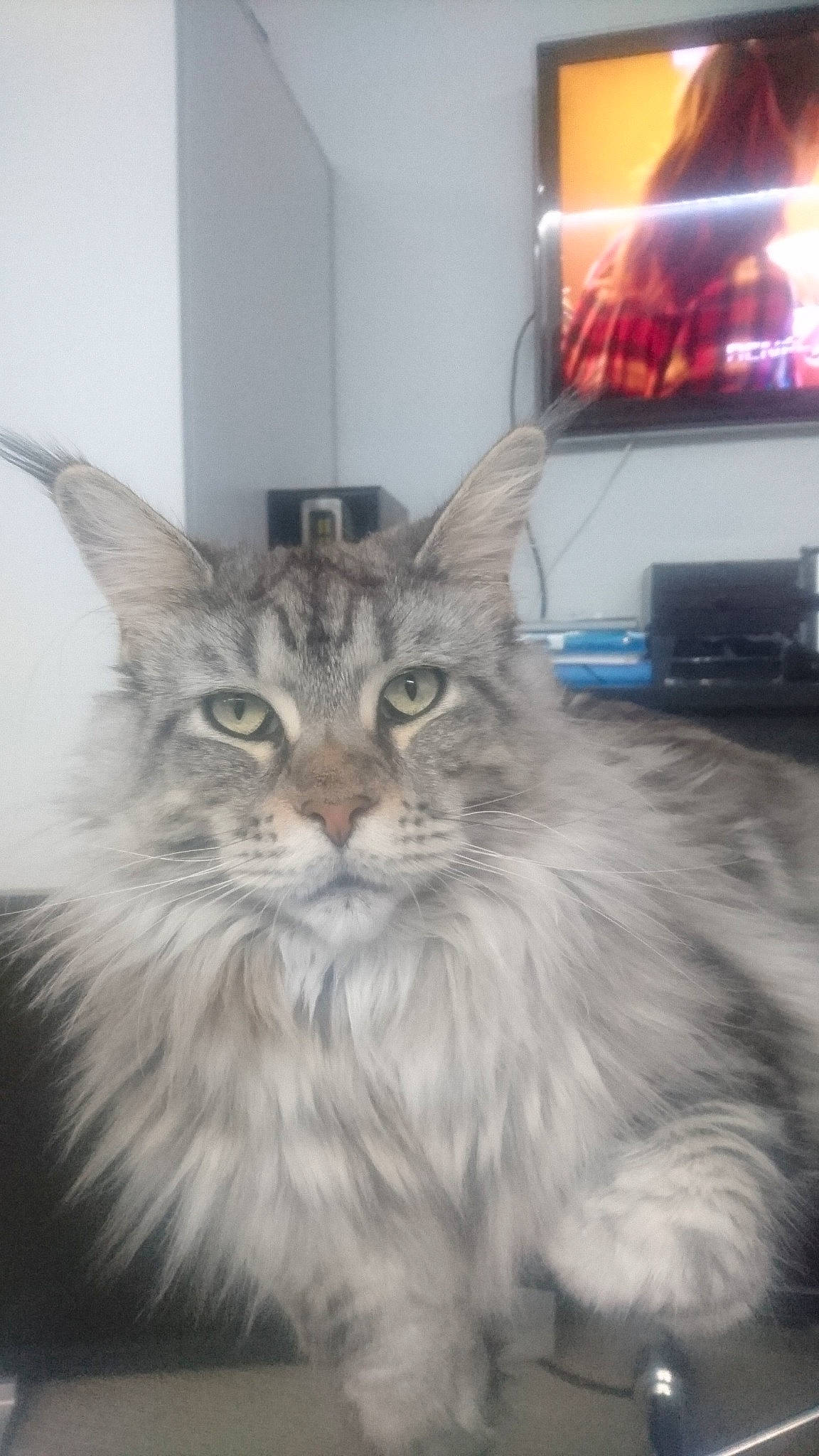 Nymphea a rejoint le concours — aidez-le/la à gagner de superbes lots ! asian_semi_longhair, carnivore, cat, domestic_long_haired_cat, felidae, kitten, maine_coon, mammal, norwegian_forest_cat, persian, ragamuffin, siberian, small_to_medium_sized_cats, vertebrate, whiskers