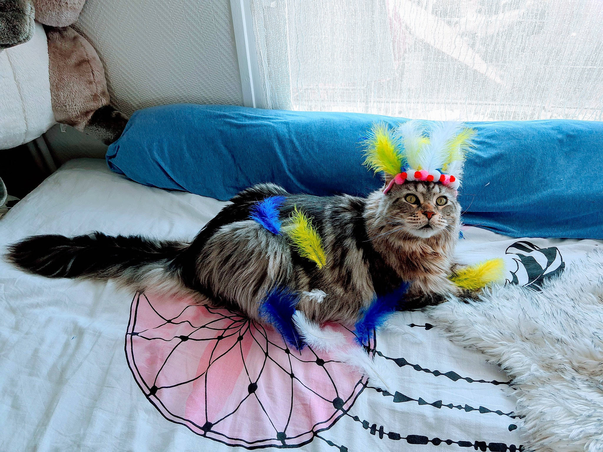 Nymphea a rejoint le concours — aidez-le/la à gagner de superbes lots ! canidae, carnivore, cat, felidae, fur, small_to_medium_sized_cats, sporting_group, tail