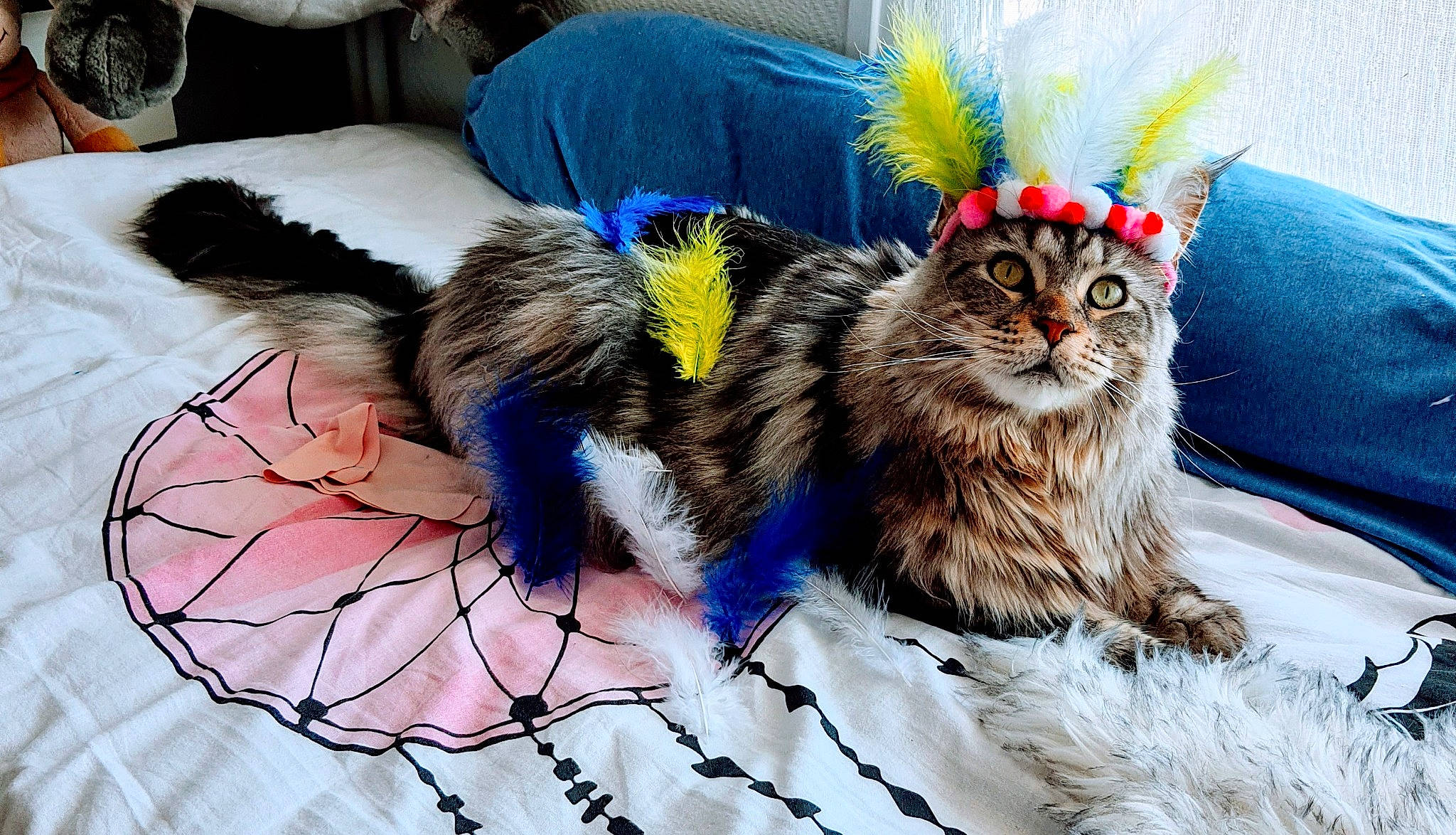 Nymphea a rejoint le concours — aidez-le/la à gagner de superbes lots ! american_curl, carnivore, cat, domestic_long_haired_cat, felidae, fur, kitten, maine_coon, mammal, norwegian_forest_cat, ragamuffin, siberian, small_to_medium_sized_cats, tabby_cat, tail, whiskers