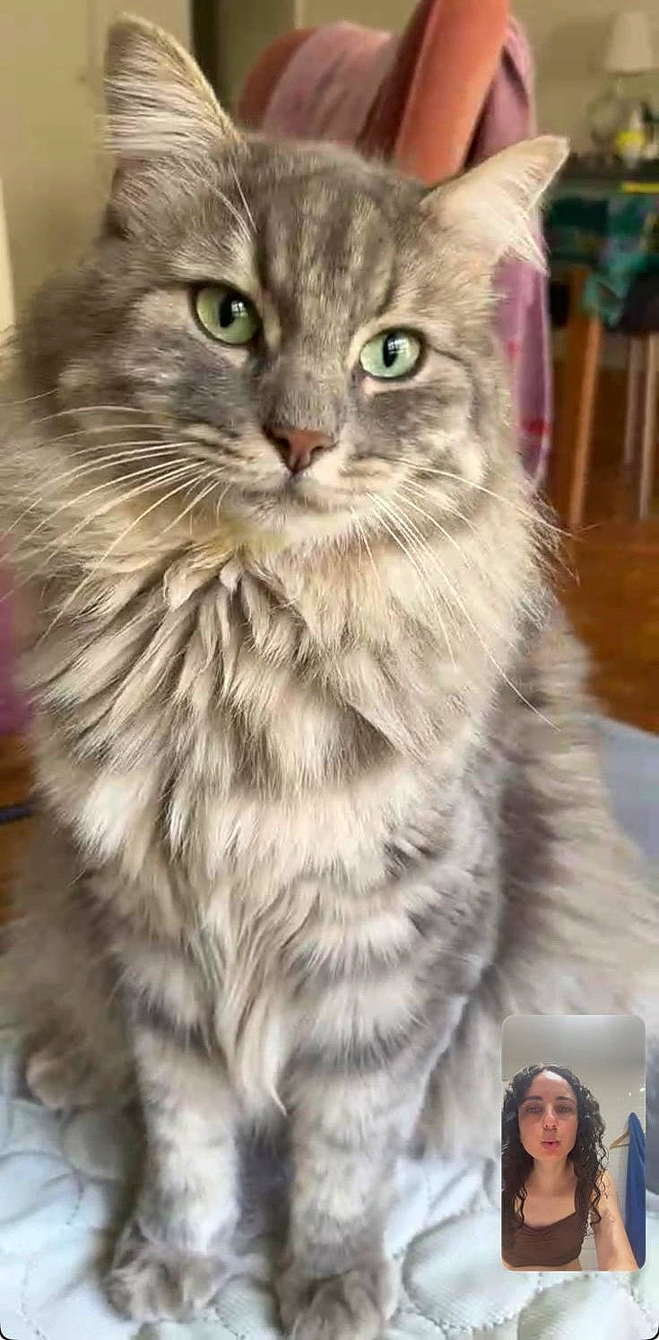 Shelby a rejoint le concours — aidez-le/la à gagner de superbes lots ! animal, blanket, cat, close_up, ears, fluffy, furniture, gray_cat, green_eyes, home, indoors, long_hair, paws, pet, portrait, sitting, tabby, video_call, whiskers, woman