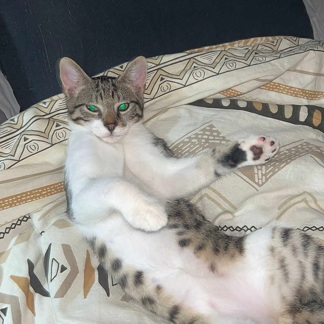 Willy a rejoint le concours — aidez-le/la à gagner de superbes lots ! animal, bed, bedroom, blanket, cat, couch, cushion, egyptiancat, furniture, homedecor, indoors, kitten, manx, ocelot, panther, person, pet, quilt, room, sleeping