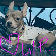 Piper is registered to the contest to win money with this photo: animal, bed, blanket, collar, comfort, cozy, cute, dog, domestic_animal, ears, furniture, household, indoor, lying_down, pet, portrait, relaxation, resting, shirt, small_dog