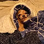 dog, blanket, cozy, bed, fur, small_dog, snug, warm, sleepy, cute, indoor, pet, resting, comfort, textile, knitwear, fabric, wrapped, relaxed, chihuahua