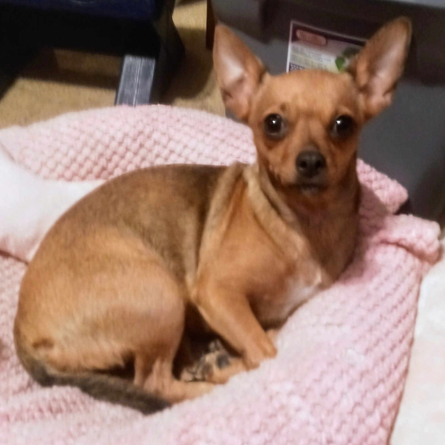 Daisy joined the competition — help win amazing prizes! animal, bed, bedroom, blanket, canine, cat, chihuahua, cushion, dog, furniture, homedecor, hound, indoors, pet, puppy, room, towel