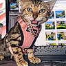 cat, bengal_cat, pet, animal, tabby, striped_fur, green_eyes, whiskers, open_mouth, pink_harness, collar, indoors, computer, monitor, keyboard, desk, office, portrait, sitting, funny