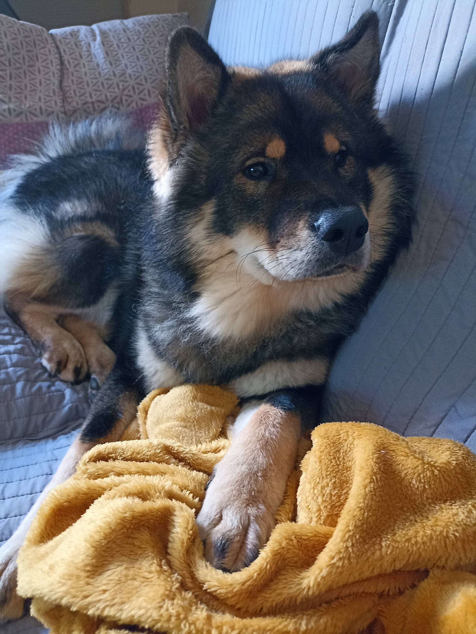 Thiago participe au concours pour gagner de l'argent avec cette photo : canidae, carnivore, comfort, companion_dog, dog, dog_breed, ear, fawn, fur, herding_dog, paw, puppy, sitting, snout, sporting_group, terrestrial_animal, whiskers, working_animal, working_dog