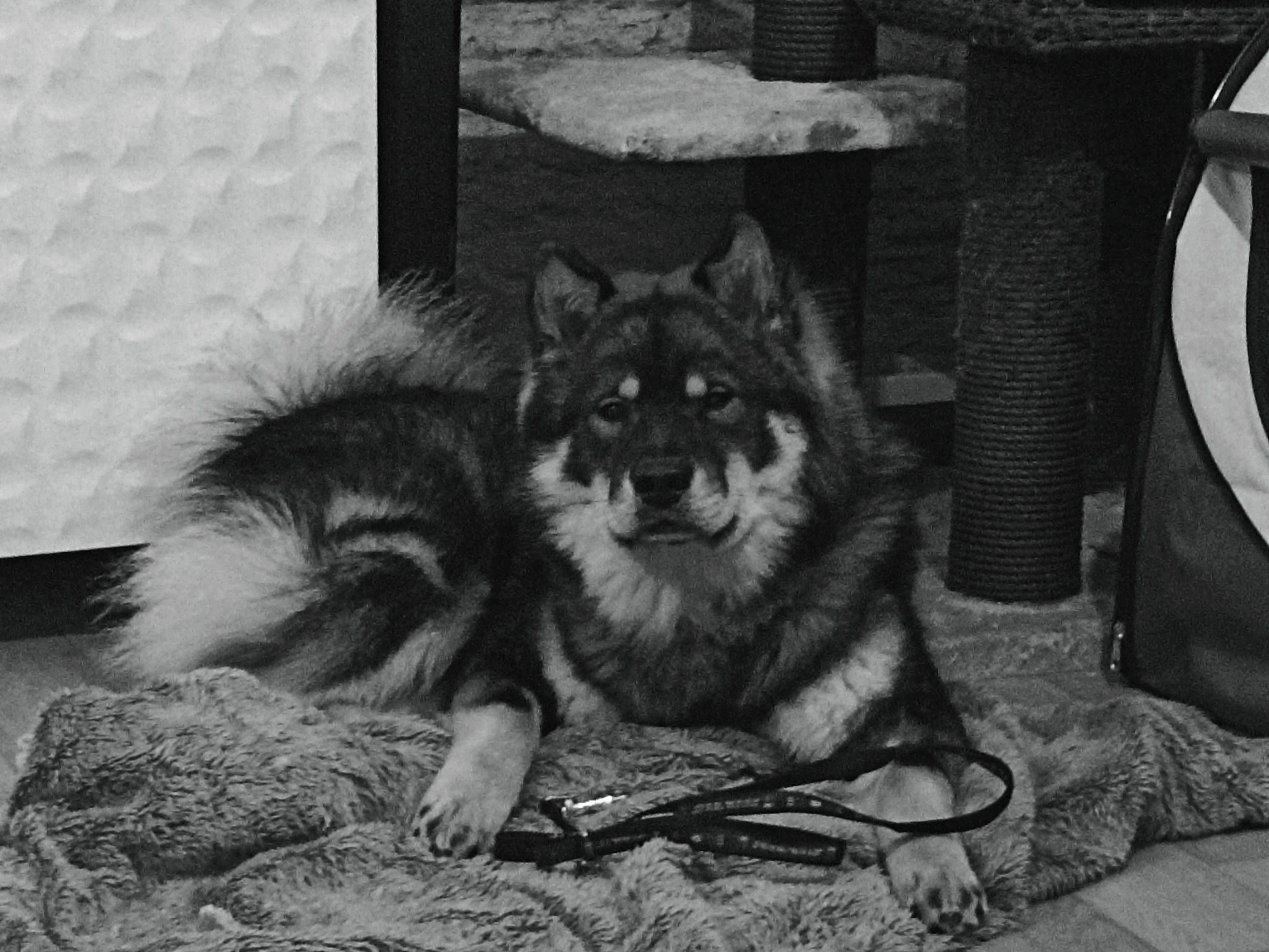 Thiago a rejoint le concours — aidez-le/la à gagner de superbes lots ! black, black_and_white, canidae, canis, carnivore, companion_dog, dog, dog_breed, felidae, fur, grey, herding_dog, monochrome, monochrome_photography, small_to_medium_sized_cats, snout, sporting_group, style, terrestrial_animal, whiskers