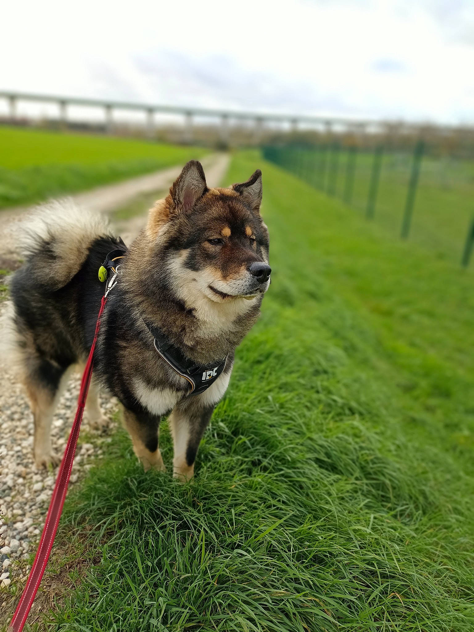 Thiago a rejoint le concours — aidez-le/la à gagner de superbes lots ! canidae, carnivore, cloud, collar, companion_dog, dog, dog_breed, fence, grass, grassland, leash, pet_supply, sky, sled_dog, snout, sporting_group, tail, terrestrial_animal, vehicle, working_animal