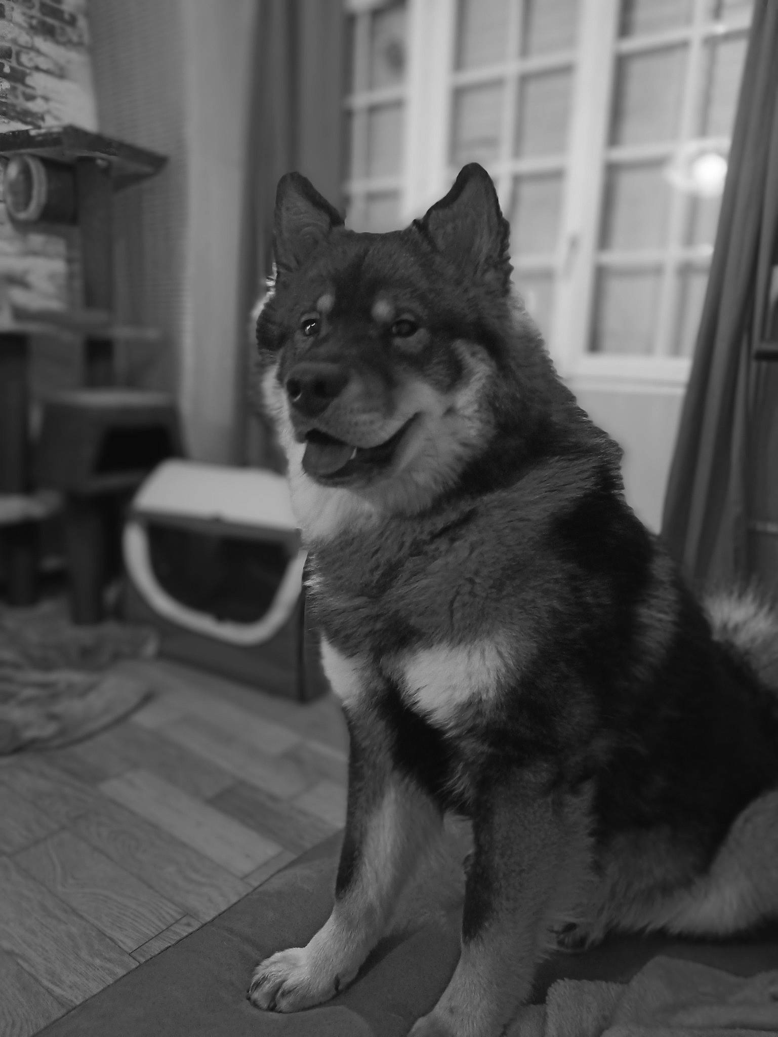 Thiago participe au concours pour gagner de l'argent avec cette photo : black_and_white, canidae, canis, carnivore, companion_dog, curtain, dog, dog_breed, east_european_shepherd, fur, german_shepherd_dog, grey, monochrome, monochrome_photography, snout, sporting_group, style, tail, whiskers, window