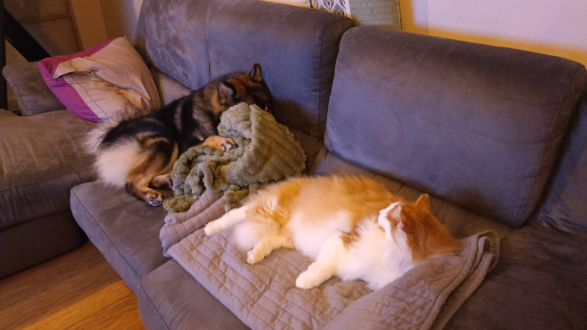 Lochanns a rejoint le concours — aidez-le/la à gagner de superbes lots ! brown, carnivore, cat, comfort, companion_dog, couch, dog_breed, domestic_short_haired_cat, felidae, flooring, fur, hardwood, lap, living_room, mammal, room, small_to_medium_sized_cats, tail, whiskers, wood