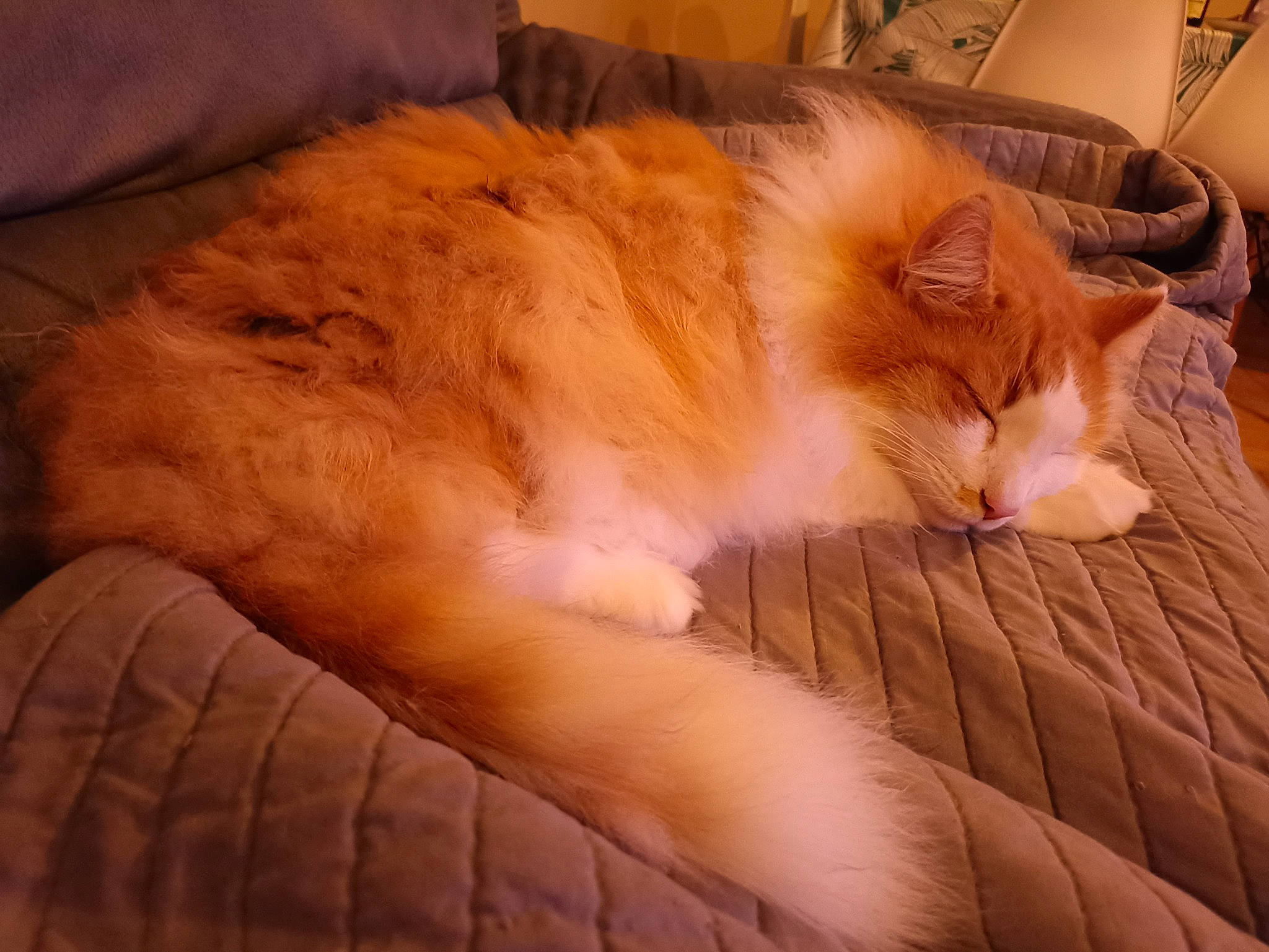 Lochanns participe au concours pour gagner de l'argent avec cette photo : carnivore, cat, chair, claw, comfort, companion_dog, couch, fawn, felidae, flooring, fur, hardwood, nap, orange, paw, small_to_medium_sized_cats, snout, tail, whiskers, wood