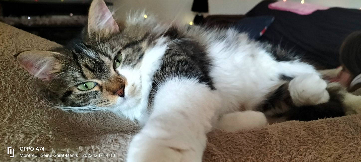 Paillette a rejoint le concours — aidez-le/la à gagner de superbes lots ! carnivore, cat, claw, comfort, domestic_short_haired_cat, ear, felidae, fur, grass, nap, paw, sleep, small_to_medium_sized_cats, snout, tail, whiskers