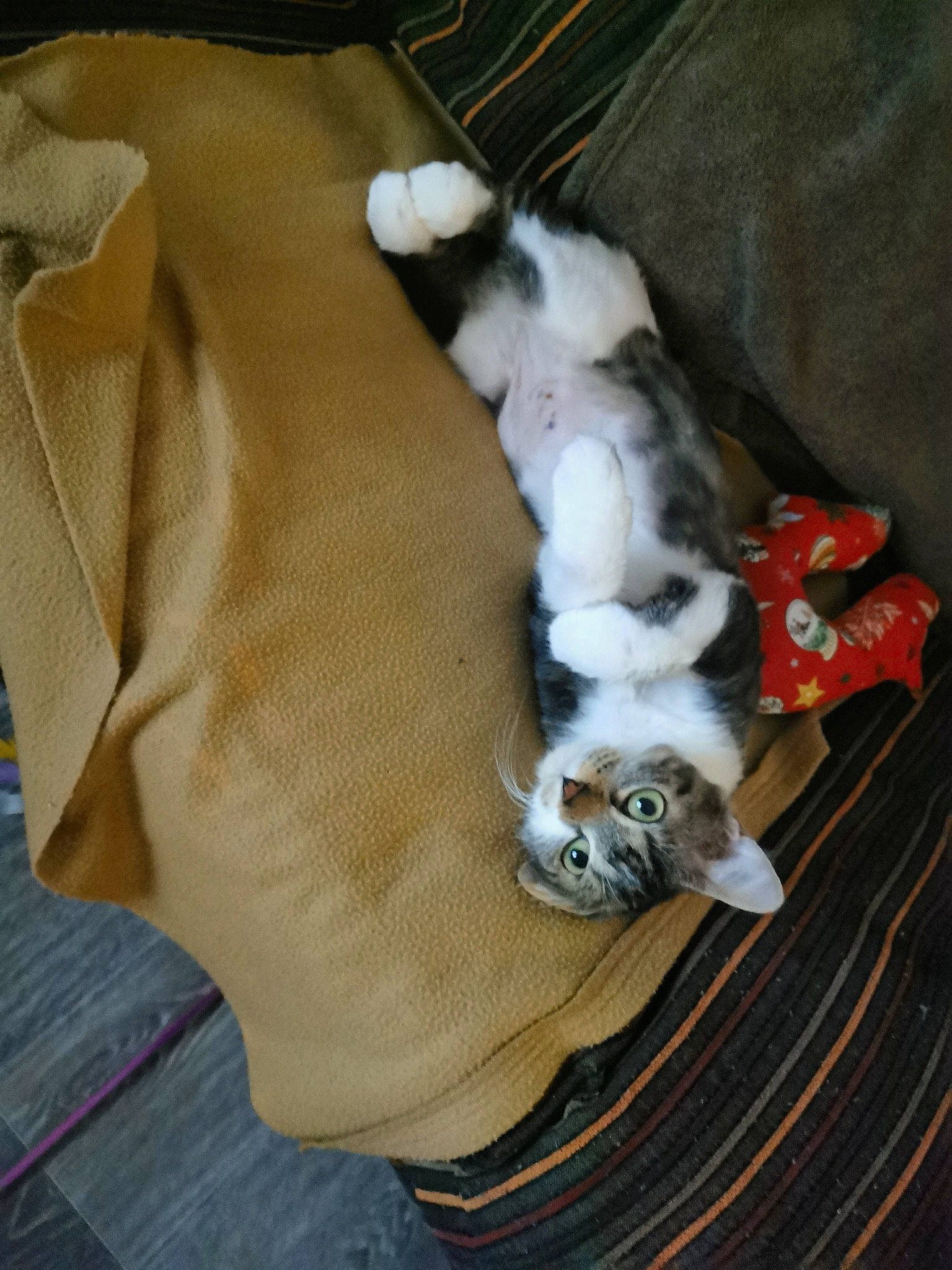 Paillette a rejoint le concours — aidez-le/la à gagner de superbes lots ! carnivore, cat, claw, comfort, companion_dog, dog_breed, domestic_short_haired_cat, fawn, felidae, fur, hardwood, linens, nap, paw, small_to_medium_sized_cats, sporting_group, tail, toy_dog, whiskers, wood